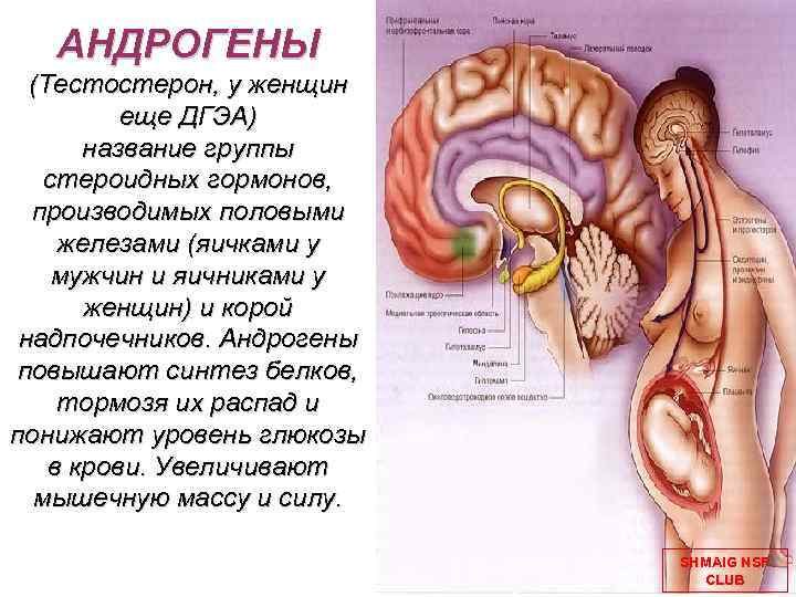 АНДРОГЕНЫ (Тестостерон, у женщин еще ДГЭА) название группы стероидных гормонов, производимых половыми железами (яичками
