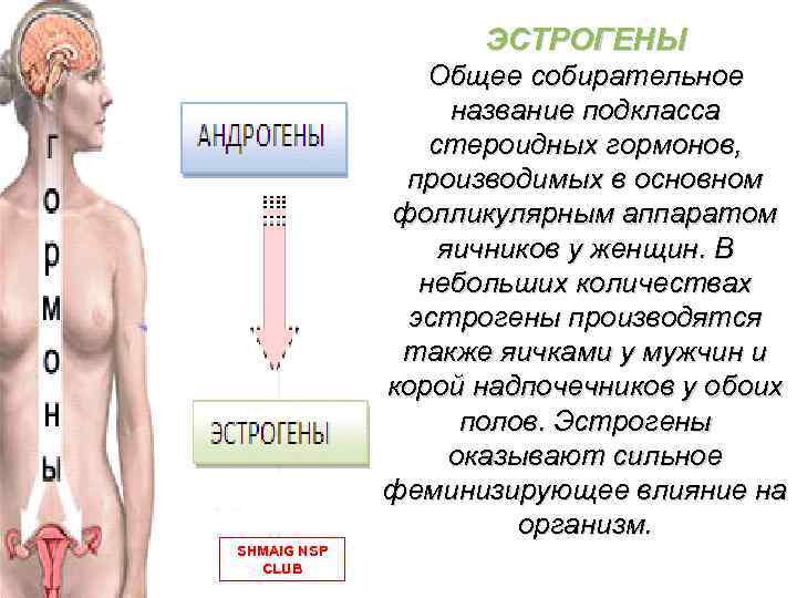 ЭСТРОГЕНЫ Общее собирательное название подкласса стероидных гормонов, производимых в основном фолликулярным аппаратом яичников у