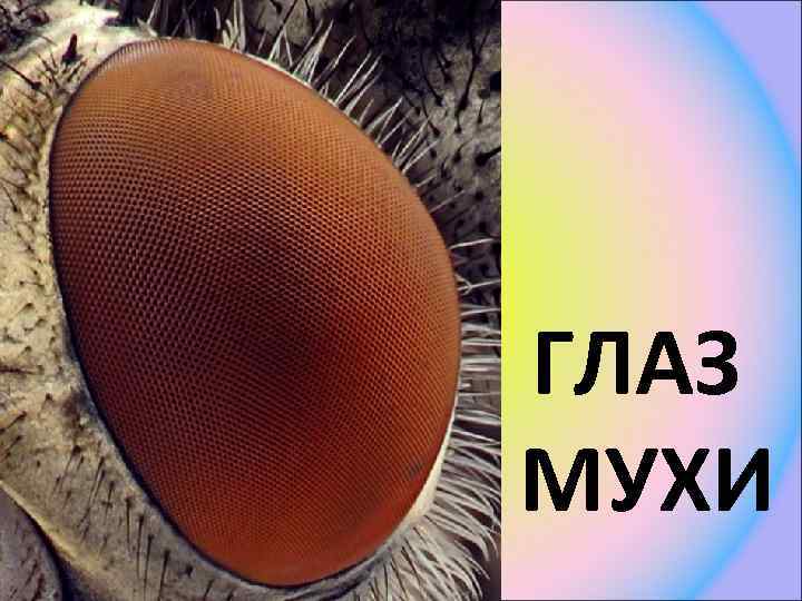 ГЛАЗ МУХИ 