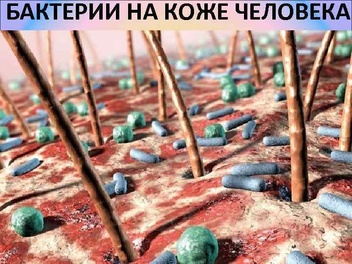 БАКТЕРИИ НА КОЖЕ ЧЕЛОВЕКА 