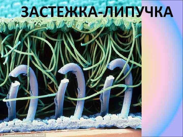 ЗАСТЕЖКА-ЛИПУЧКА 