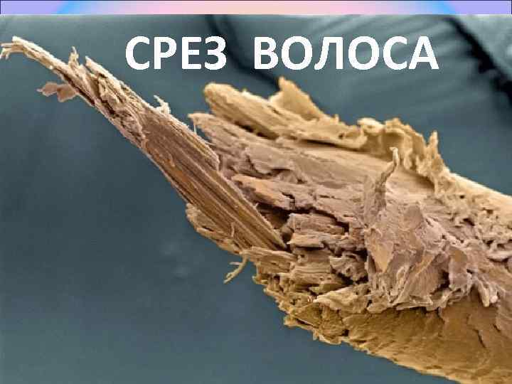 СРЕЗ ВОЛОСА 