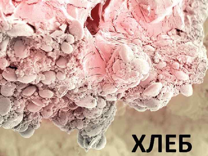 ХЛЕБ 