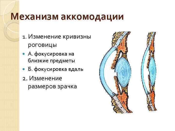 Механизм аккомодации 1. Изменение кривизны роговицы А. фокусировка на близкие предметы Б. фокусировка вдаль