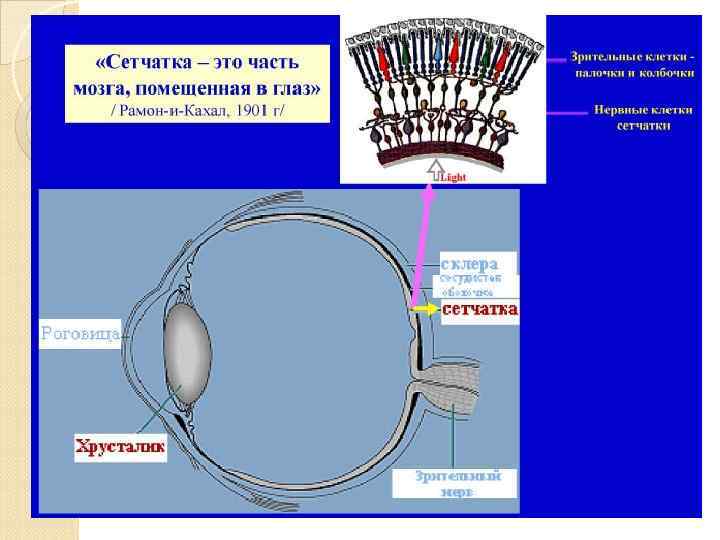 Зрительная сенсорная система картинки