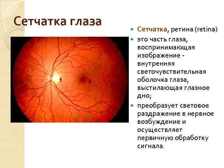 Функция сетчатки глаза человека. Сетчатка глаза. Сетчатая оболочка глаза. Функции сетчатки. Функции сетчатки глаза человека.