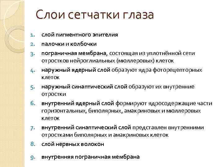 Слои сетчатки глаза 1. слой пигментного эпителия 2. палочки и колбочки 3. пограничная мембрана,