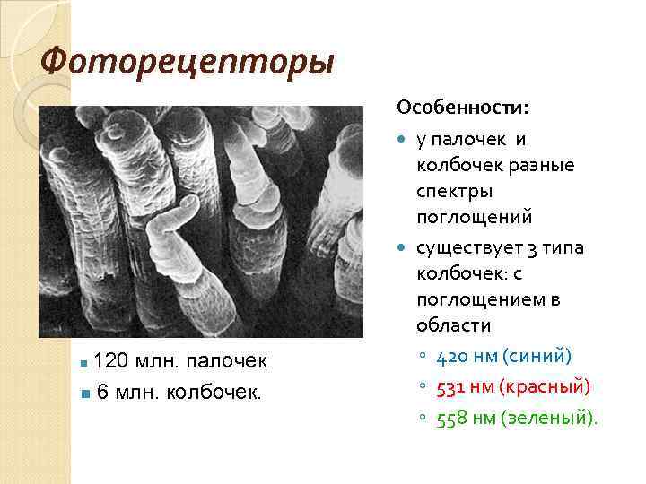 Фоторецепторы 120 млн. палочек n 6 млн. колбочек. n Особенности: у палочек и колбочек