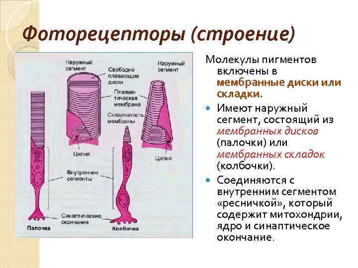 Фоторецепторы глаза строение