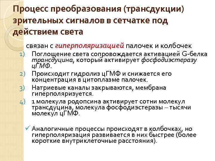 Процесс преобразования (трансдукции) зрительных сигналов в сетчатке под действием света связан с гиперполяризацией палочек