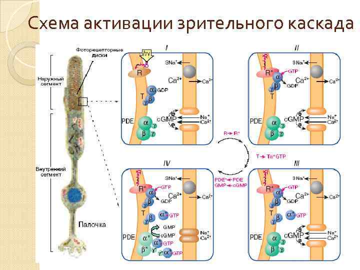 Схема активации зрительного каскада 