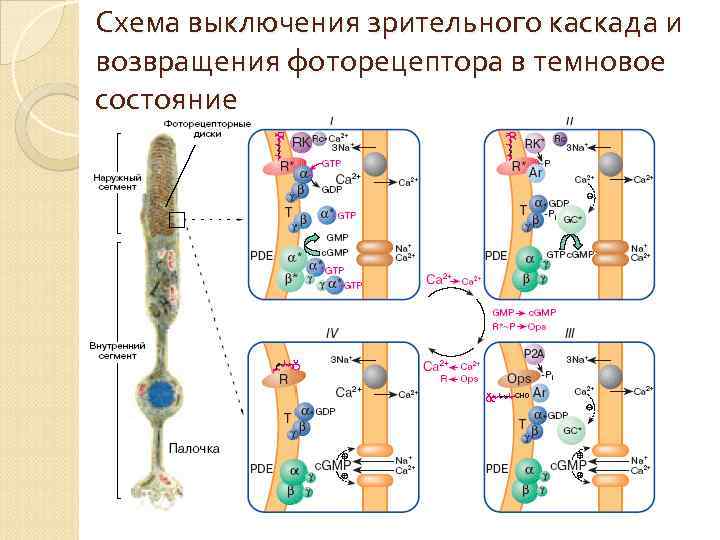 Схема выключения зрительного каскада и возвращения фоторецептора в темновое состояние 