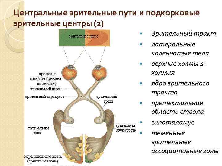 Зрительный тракт схема