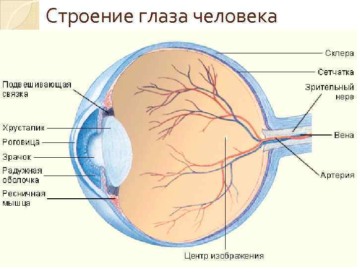 Зрительные рецепторы. Строение глаза роговица хрусталик. Строение зрительных рецепторов. Строение глаза зрительные рецепторы. Зрительный Рецептор расположен.