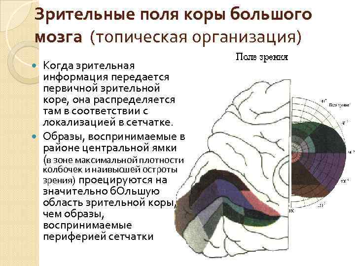 Нарушения зрительной коры