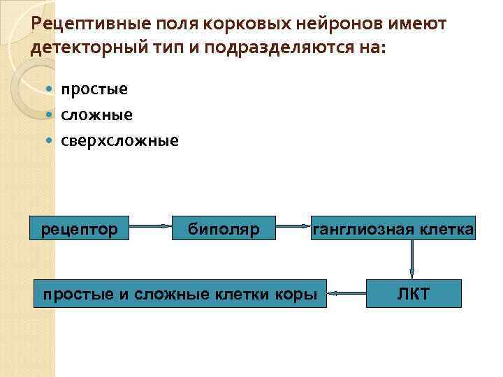 Рецептивное поле. Рецептивное поле рецептора. Рецептивные поля нейронов зрительной коры. Простые и сложные рецепторы. Виды рецептивных полей.