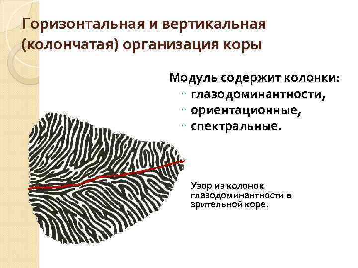 Горизонтальная и вертикальная (колончатая) организация коры Модуль содержит колонки: ◦ глазодоминантности, ◦ ориентационные, ◦