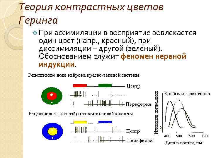 Теория контрастных цветов Геринга v При ассимиляции в восприятие вовлекается один цвет (напр. ,