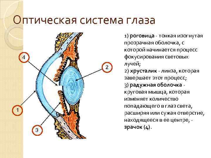 Система глаза