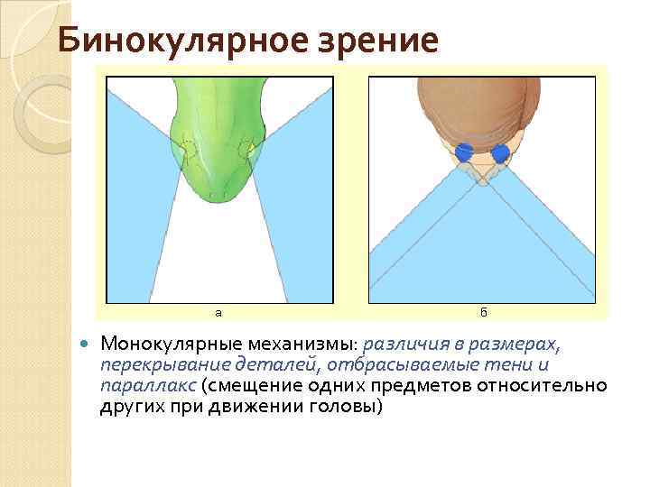 Бинокулярное зрение Монокулярные механизмы: различия в размерах, перекрывание деталей, отбрасываемые тени и параллакс (смещение