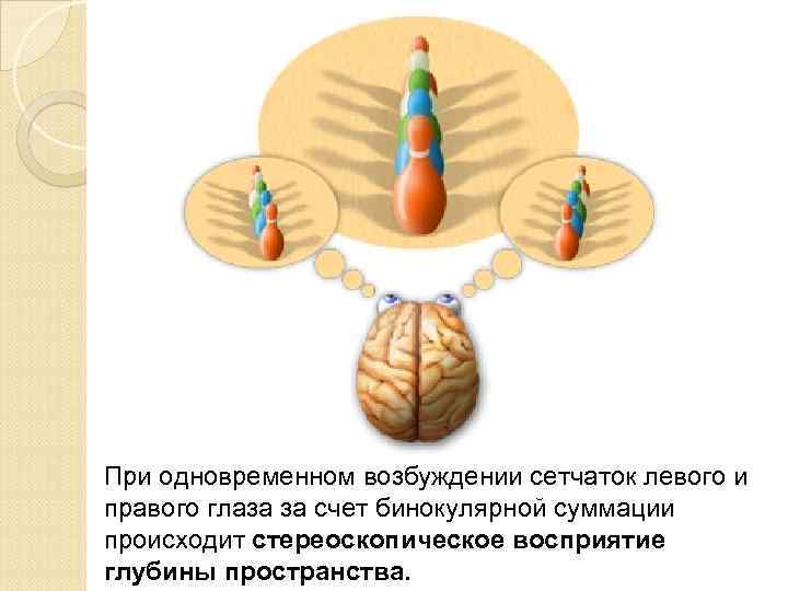 Зрительная сенсорная система картинки