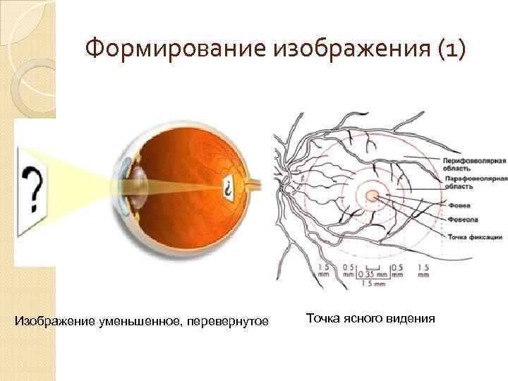 Точка ясного зрения. Ближайшая точка ясного видения миопия. Точка ясного видения. Определение ближайшей точки ясного видения. • Положение ближайшей точки ясного видения.