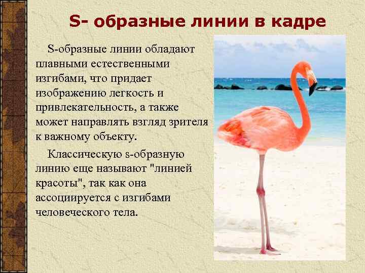 S- образные линии в кадре S-образные линии обладают плавными естественными изгибами, что придает изображению