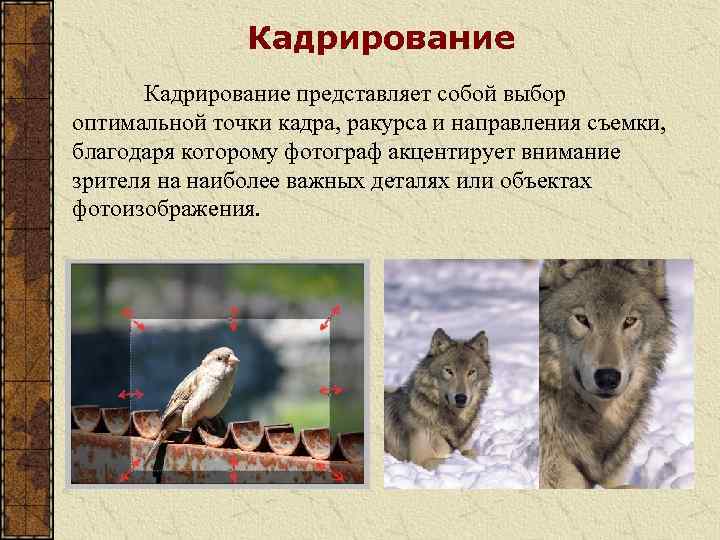 Кадрирование представляет собой выбор оптимальной точки кадра, ракурса и направления съемки, благодаря которому фотограф