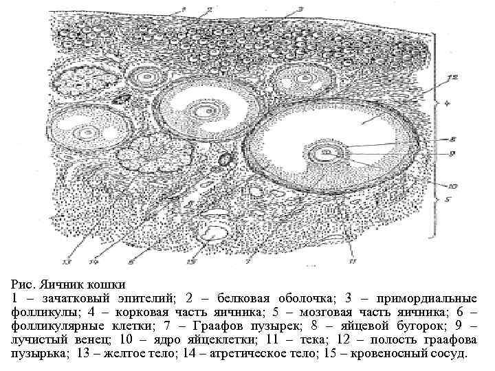 Назовите яйцевые оболочки обозначенные на рисунке цифрами 1 и 2 укажите их функции