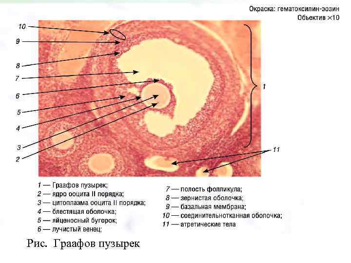 Рис. Граафов пузырек 