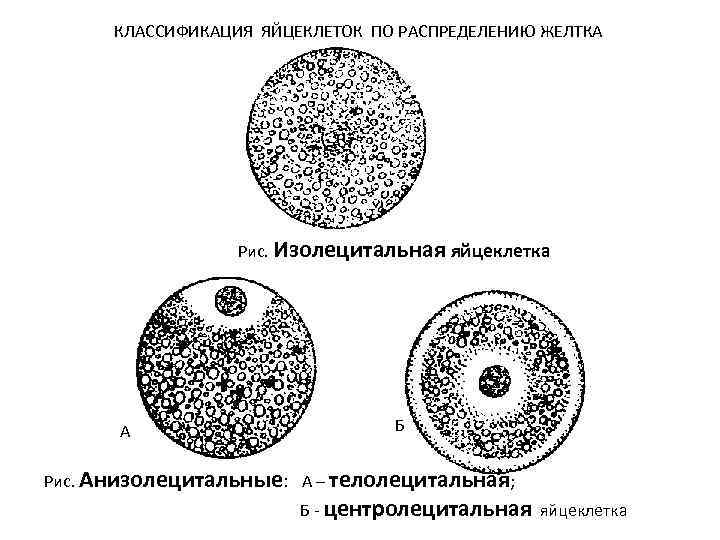 Яйцеклетка птиц показана на рисунке под буквой