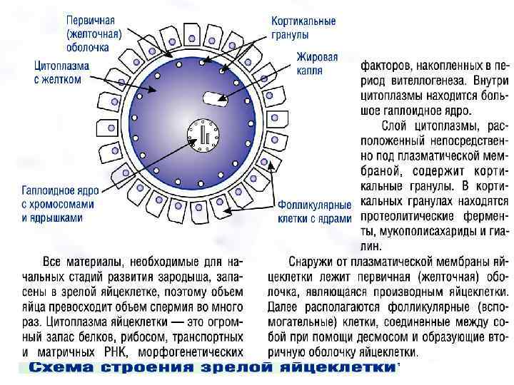 Каким номером на рисунке обозначена часть эмбриона млекопитающего которая участвует в газообмене