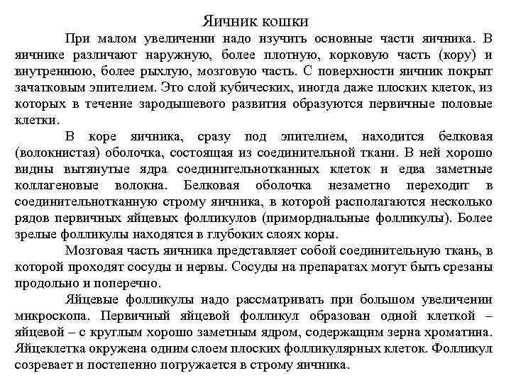 Яичник кошки При малом увеличении надо изучить основные части яичника. В яичнике различают наружную,