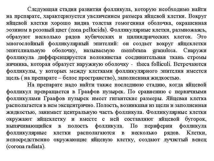 Следующая стадия развития фолликула, которую необходимо найти на препарате, характеризуется увеличением размера яйцевой клетки.