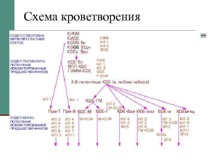 Схема кроветворения ОБ 