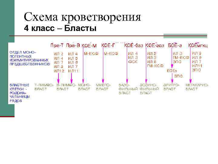 Схема кроветворения 4 класс – Бласты 
