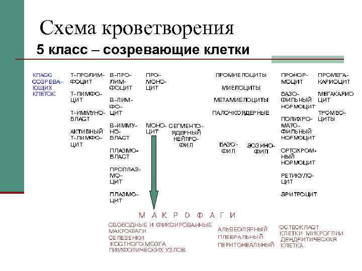 Схема кроветворения 5 класс – созревающие клетки 