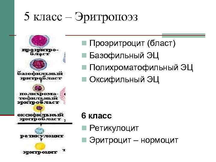 В схеме кроветворения ретикулоциты относятся к тест ответ