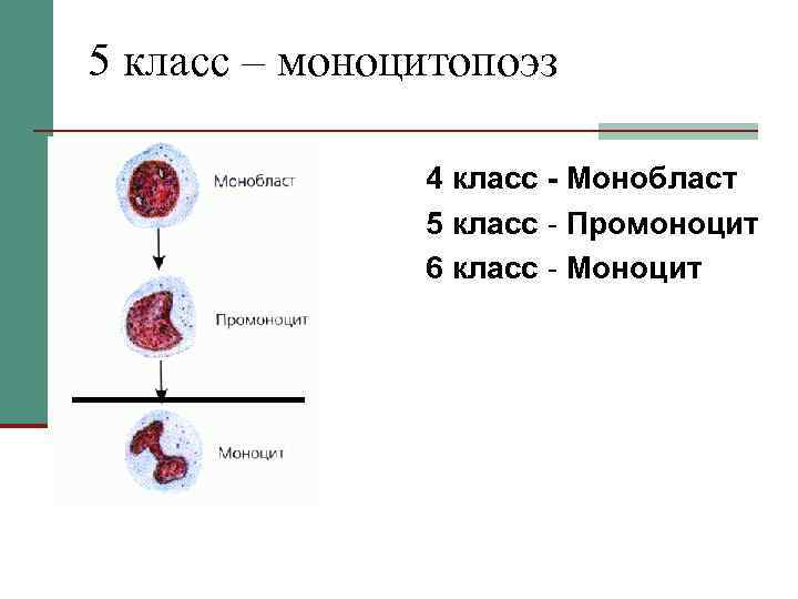 5 класс – моноцитопоэз 4 класс - Монобласт 5 класс - Промоноцит 6 класс