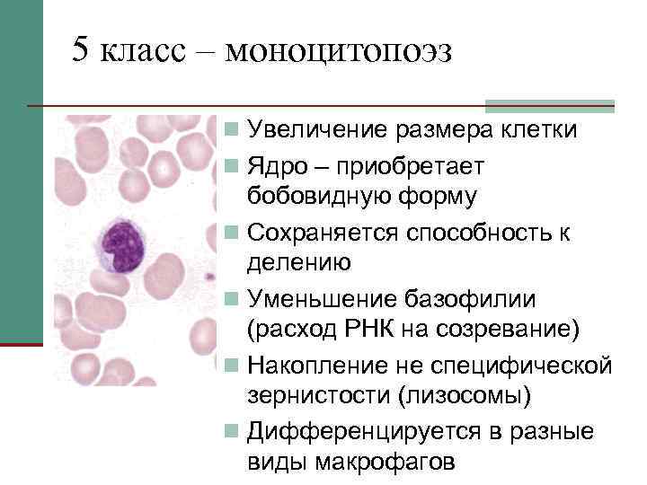 5 класс – моноцитопоэз n Увеличение размера клетки n Ядро – приобретает бобовидную форму