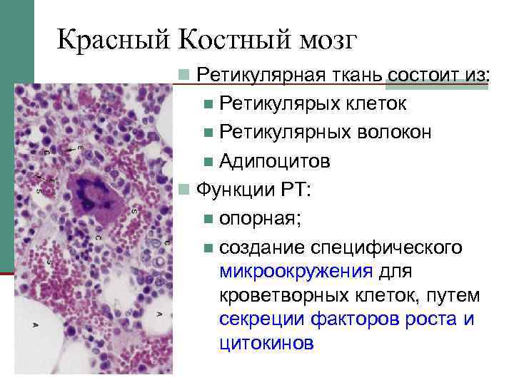 По изображению с микроскопа в строме кроветворного органа человека обнаружены мегакариоциты