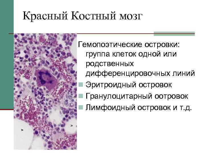 Красный Костный мозг Гемопоэтические островки: группа клеток одной или родственных дифференцировочных линий n Эритроидный