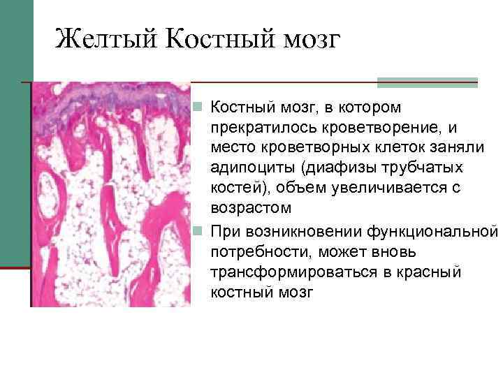 Желтый костный. Желтый костный мозг функции. Желтый костный мозг локализован. Функции красного и желтого костного мозга. Желтый костный мозг строение.