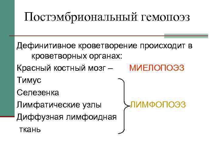 Постэмбриональный гемопоэз Дефинитивное кроветворение происходит в кроветворных органах: Красный костный мозг – МИЕЛОПОЭЗ Тимус