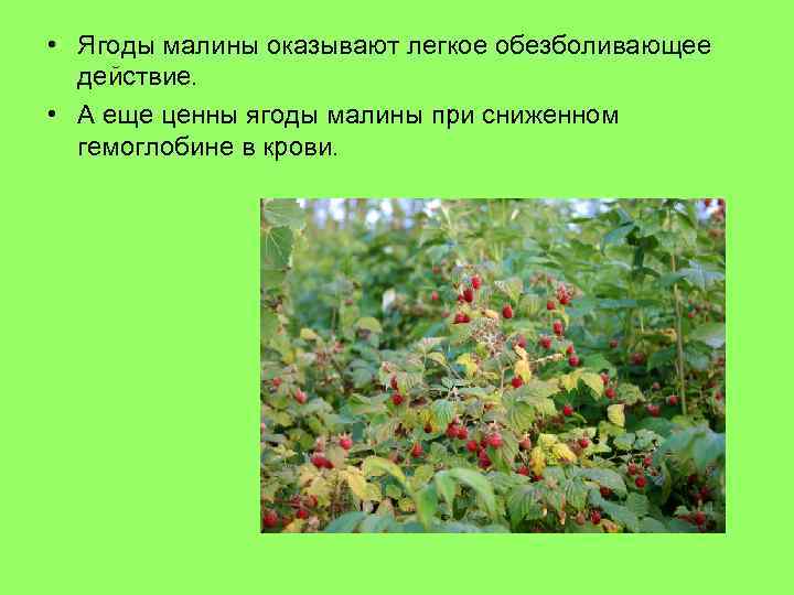  • Ягоды малины оказывают легкое обезболивающее действие. • А еще ценны ягоды малины