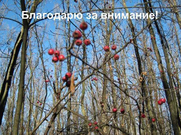 Благодарю за внимание! 