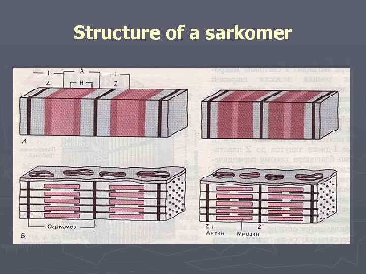 Structure of a sarkomer 