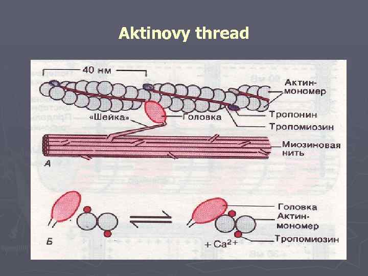 Aktinovy thread 