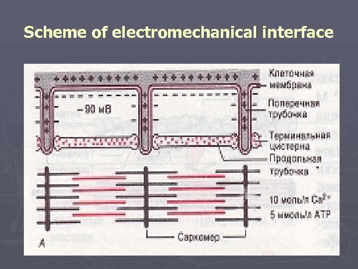 Scheme of electromechanical interface 