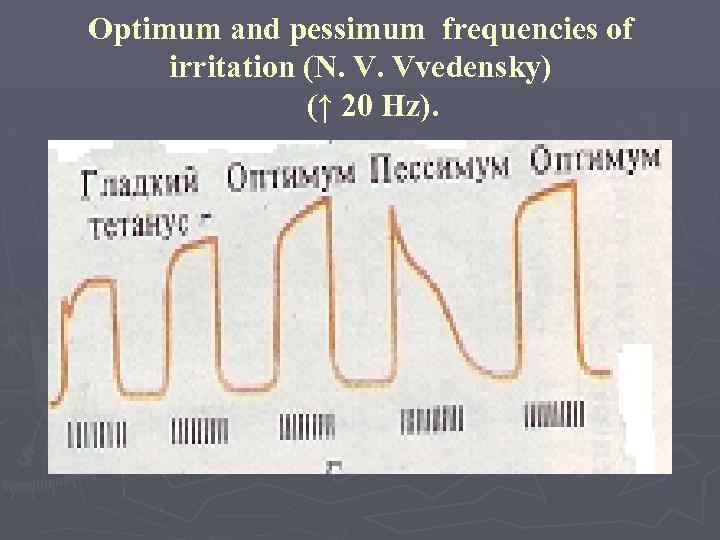 Optimum and pessimum frequencies of irritation (N. V. Vvedensky) (↑ 20 Hz). 